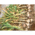 New Crop Garlic 2019